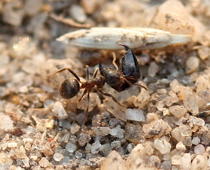IC Lasius