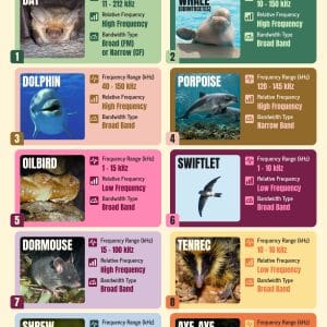 Animal Echolocation