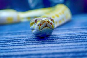 Albino burmese python