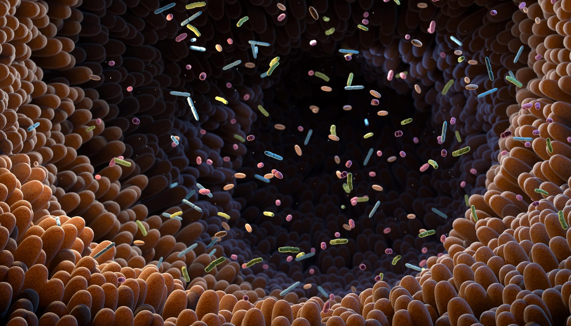 Intestinal bacteria