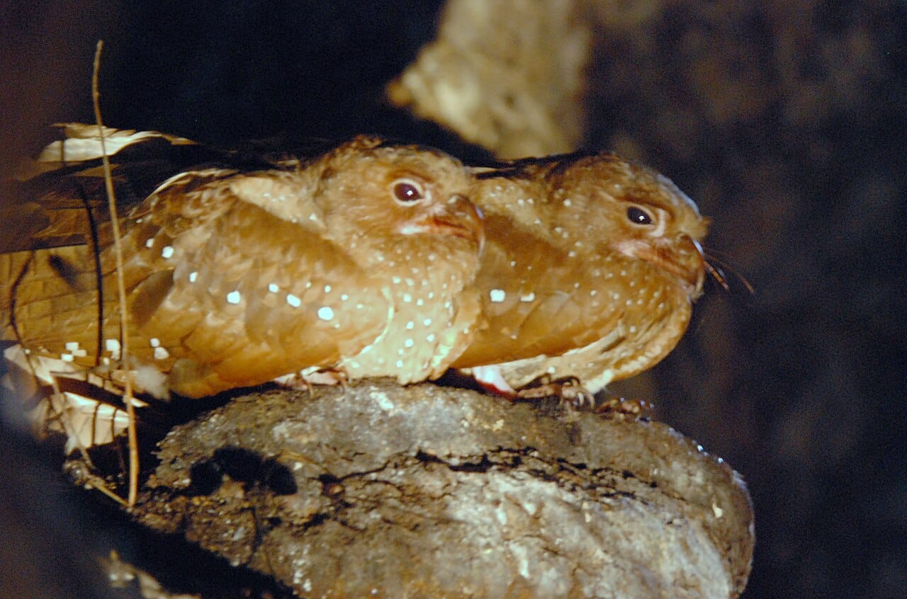 Oilbirds