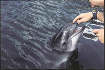 Harbor porpoises