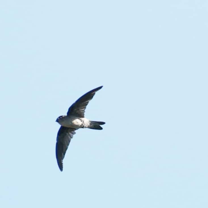 Seychelles swiftlet