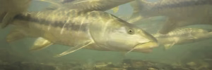The world's great fish migrations are collapsing - that's a problem for millions of people