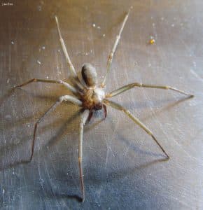 Six Eyed Danger (Brown Recluse Spider)