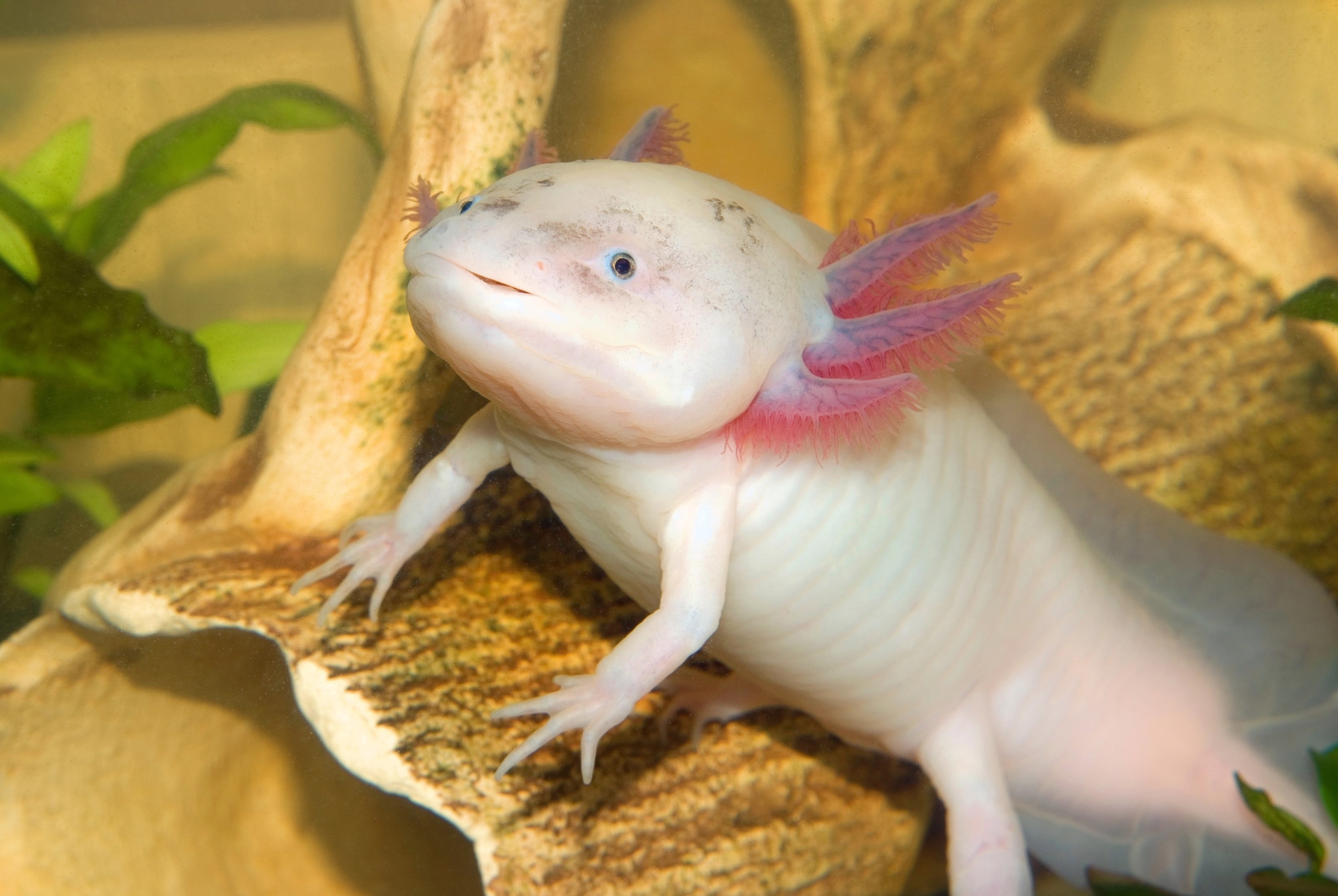 Axolotls