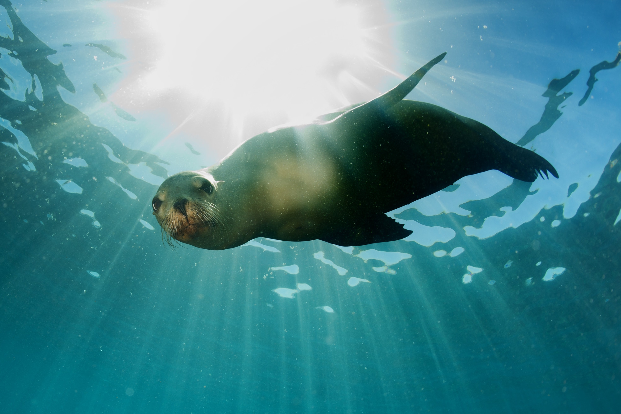 Sea lions