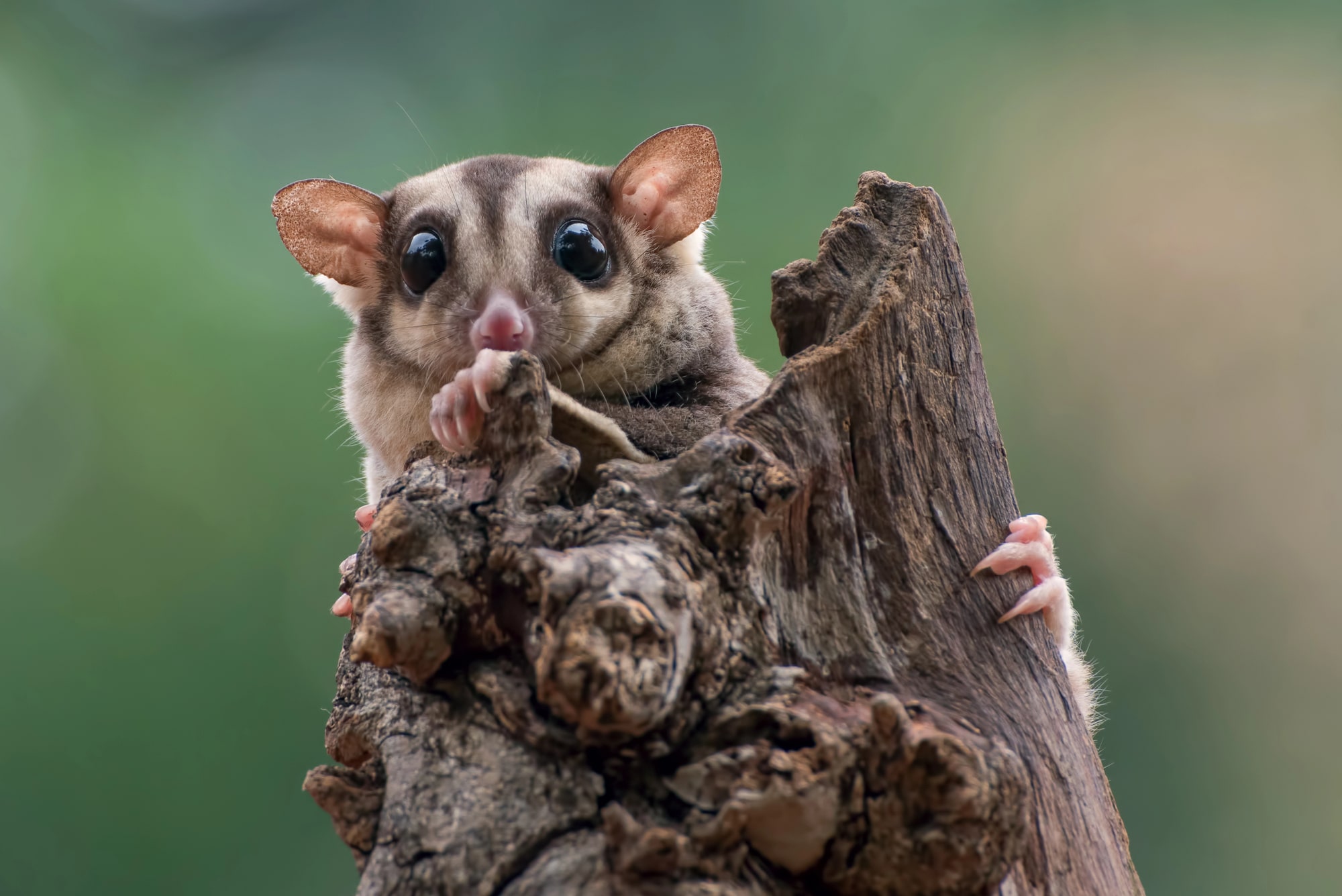 Sugar gliders