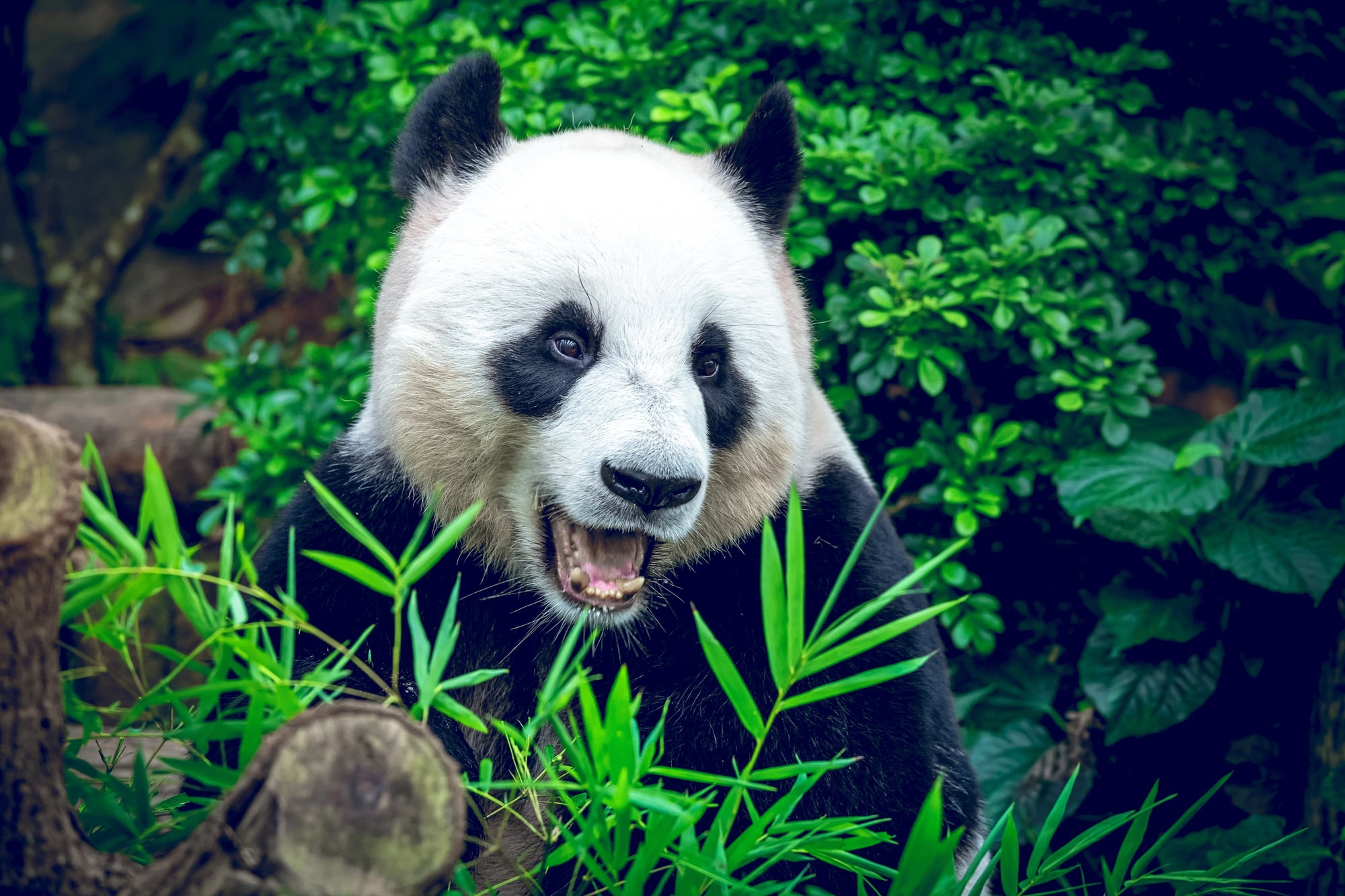 Giant pandas