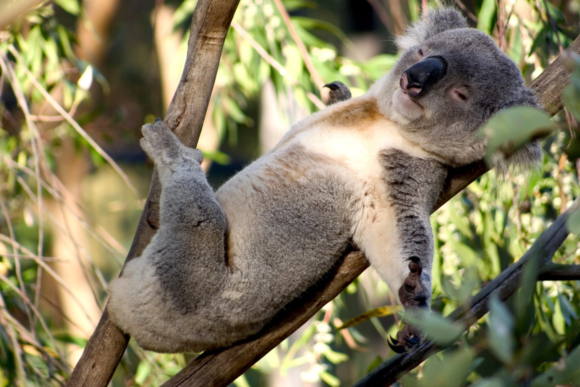 Koalas sleep
