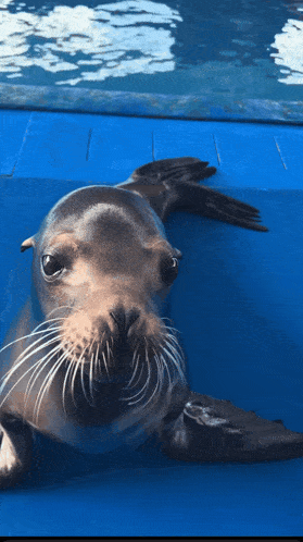 sea-lion-sevkechi
