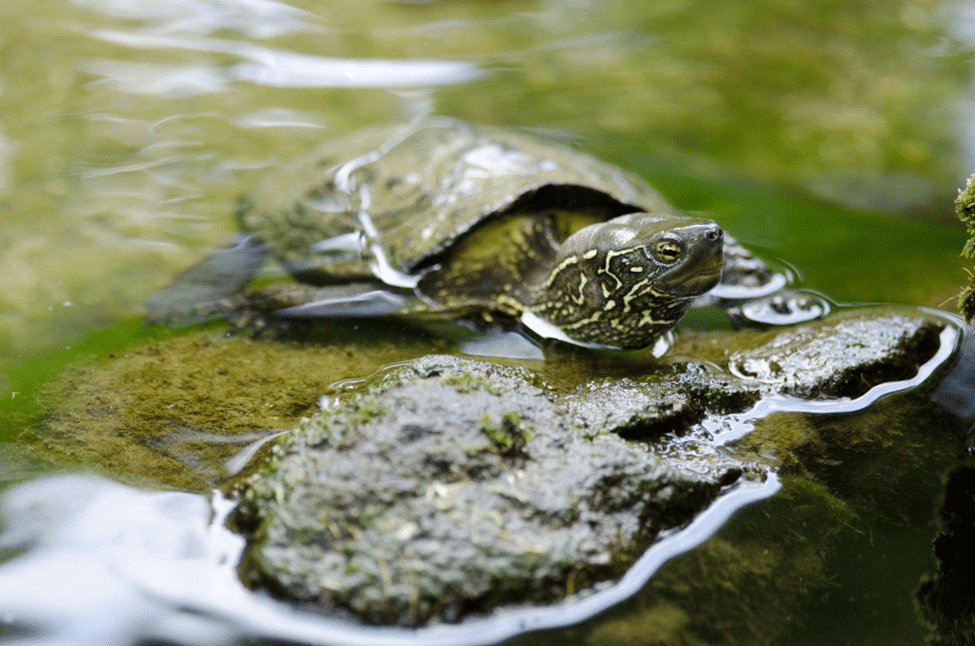 Turtles