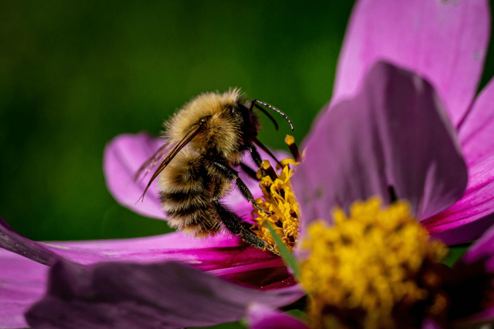 Bumblebees
