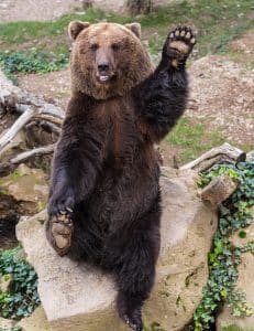 Bears