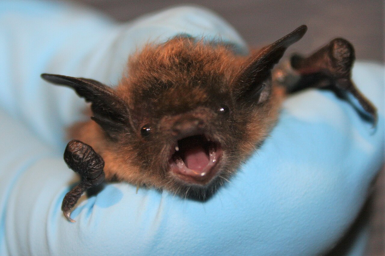 Bats