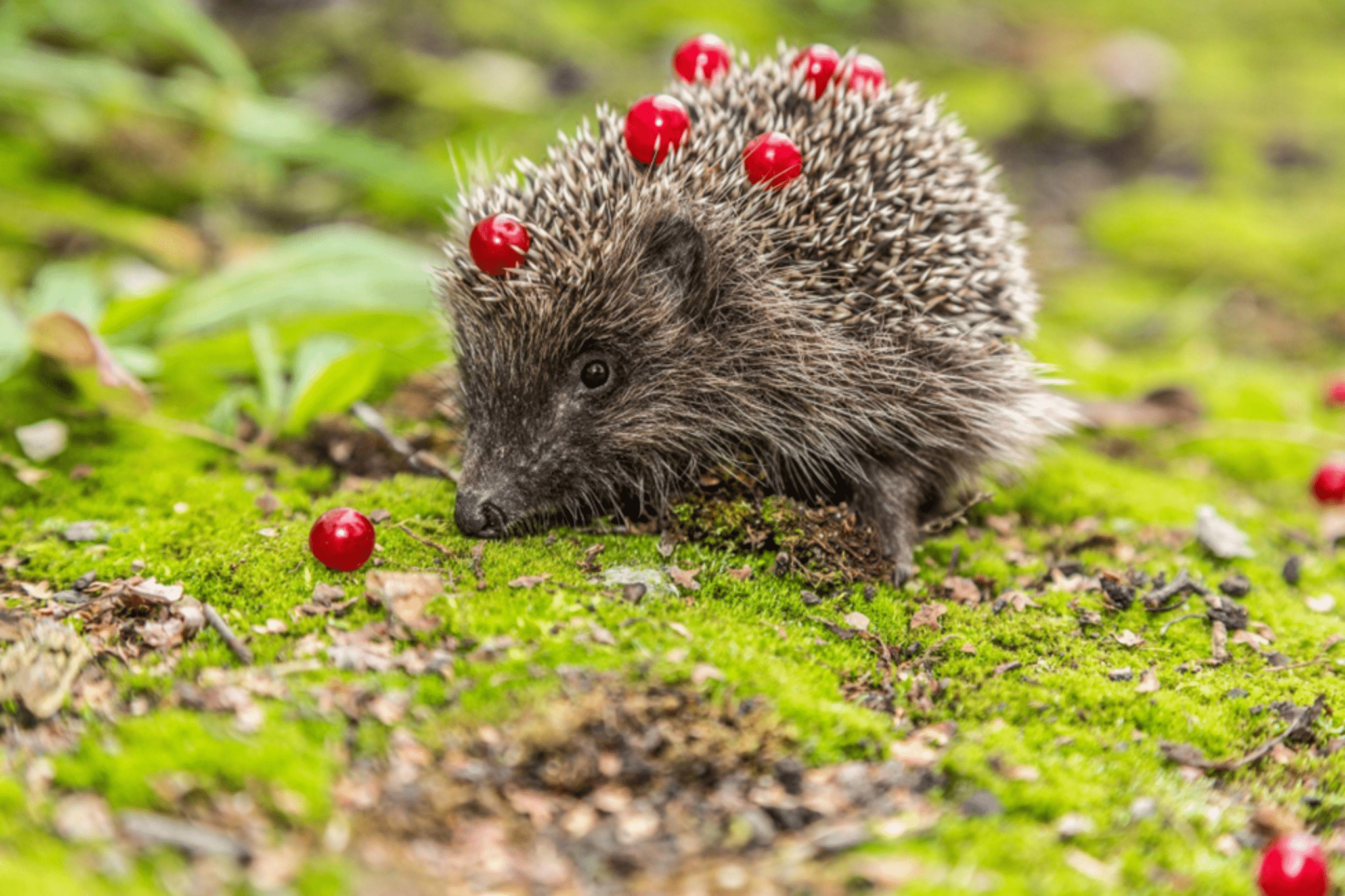 Hedgehogs