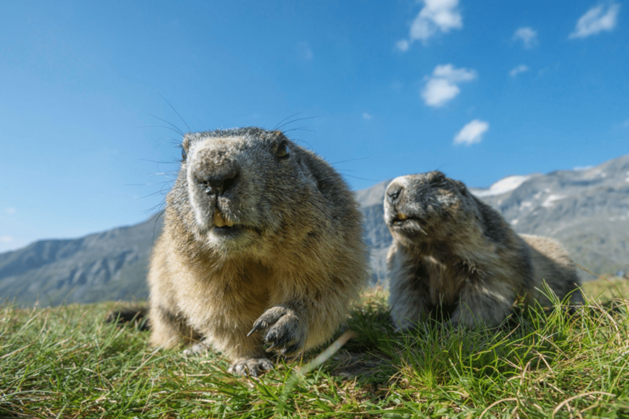 Marmots