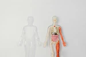 figurines symbolizing the hidden role of the Endocannabinoid system in brain and body balance
