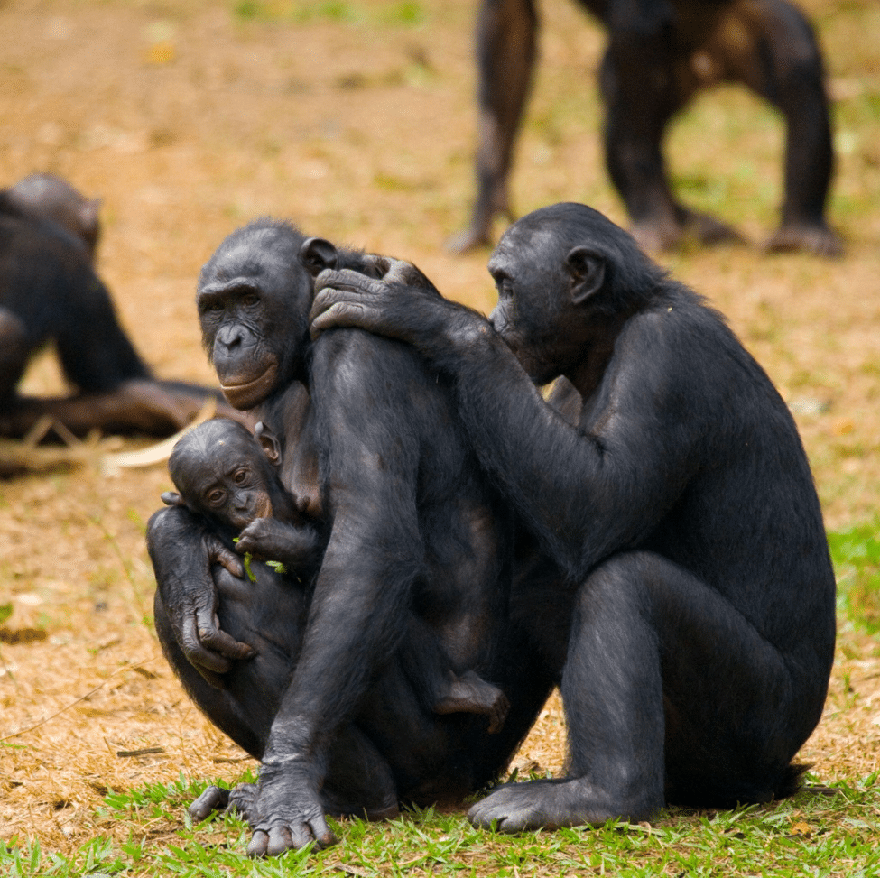 Chimpanzees