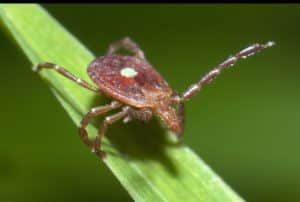 Amblyomma americanum