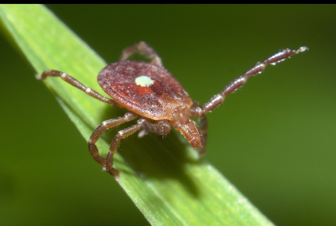 Amblyomma americanum