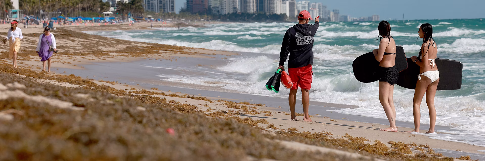 Sargassum, the smelly nemesis of beach vacations, has become a self‑sustaining disaster that will keep coming back