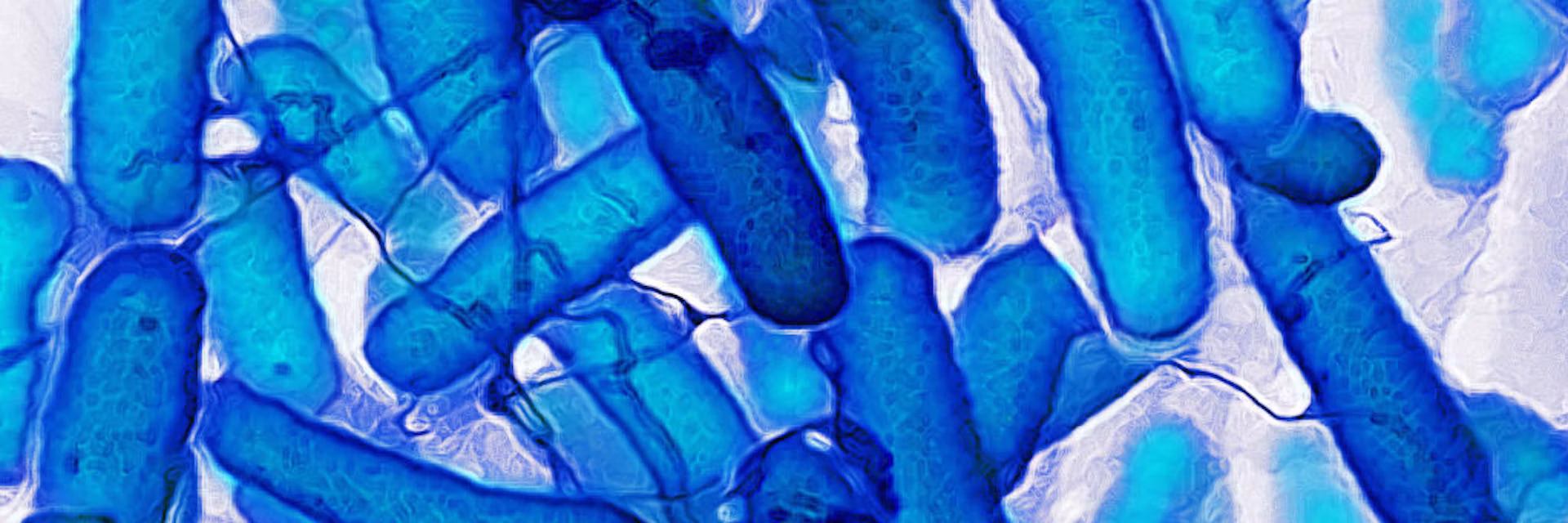 E. coli uses