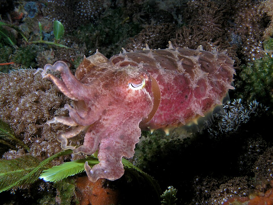 Ascarosepion latimanus