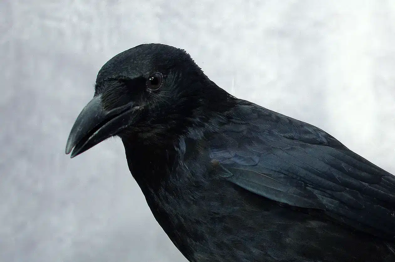 Carrion Crow