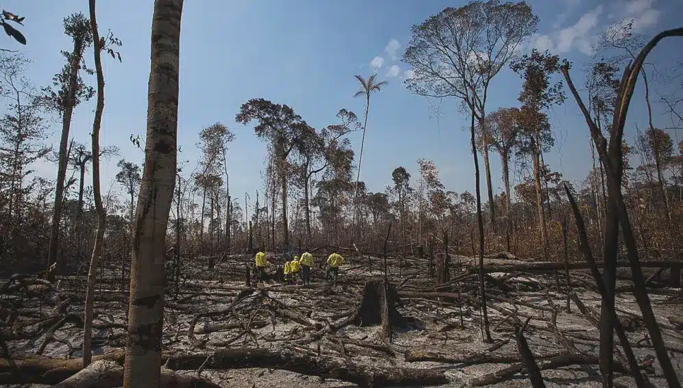 deforestation