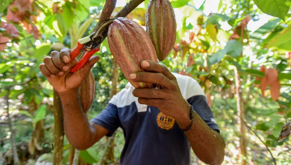 Extreme rainfall main climate threat to cocoa yields—study