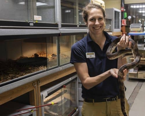 Pine snake Pine snake
