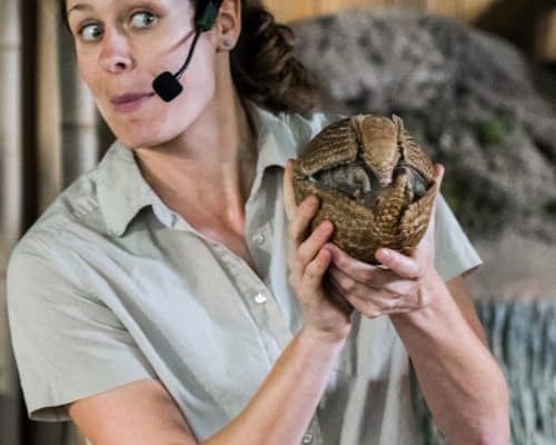 Presentation_armadillo Presentation_armadillo