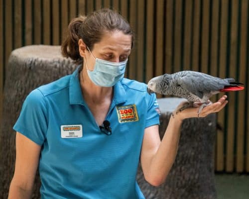 Presentation_parrot Presentation_parrot