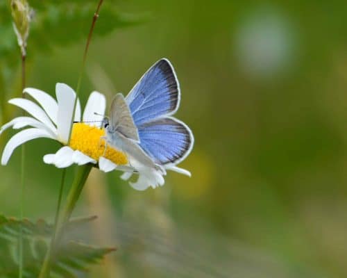 Puget blue butterfly Puget blue butterfly