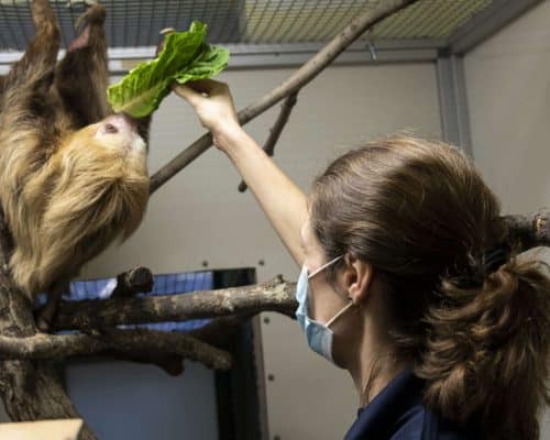 Sloth Sloth