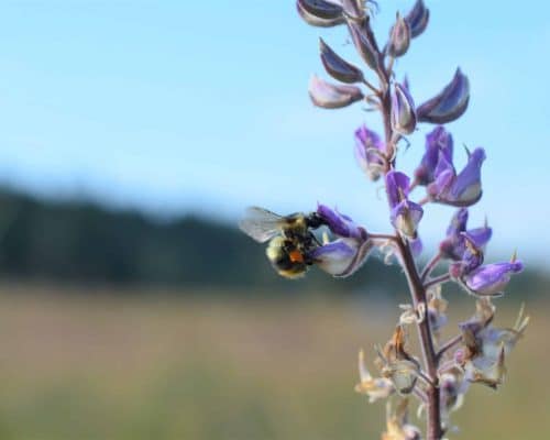 bumble bee bumble bee